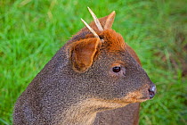 Male Southern Pudu (Pudu puda) captive native to South Chile and South West Argentina. Vulnerable species.