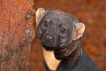 Male Tayra (Eira barbara) captive from Central and South America.