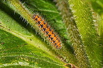Jersey Tiger Moth larva (Euplagia quadripunctaria) on green alkanet, Lewisham, London, April.