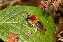 Female Early Mining Bee (Andrena haemorrhoa) Brockley cemetery, Lewisham, London, UK, April.