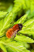 Female Tawny Mining Bee (Andrena fulva) Lewisham, London, England, UK, April.
