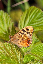 Speckled Wood butterfly (Pararge aegeria) with wings folded Lewisham, London, England, UK, May.