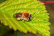 Female Early Mining Bee (Andrena haemorrhoa) on bramble Lewisham, London, England, UK, May.