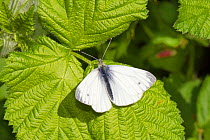 Male Small White Butterfly (Pieris rapae) the paleness of the markings indicates 1st brood of the year, Brockley cemetery, Lewisham, England, UK, May.