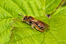Early Mining Bee (Andrena haemorrhoa) Lewisham, London, England, UK, May.