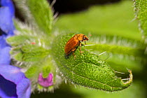 Raspberry Beetle (Byturus tomentosus) a garden pest, Lewisham, London, England, UK, May.