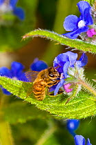 Honeybee (Apis mellifera) feeding on green alkanet, Lewisham, London, England, UK, May.