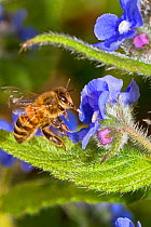 Honeybee (Apis mellifera) approaching green alkanet to feed, Lewisham, London, England, UK, May.