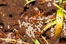 European fire ants with larvae (Myrmica rubra) Brockley cemetery, Lewisham, England, UK, May