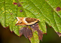 Micro-moth (Ancylis badiana) resting on bramble leaf, Lewisham, London, England, UK, May.