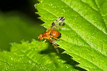 Leafmining Fly (Trypeta zoe) Brockley cemetery, Lewisham, England, UK, May