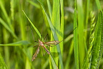 Tiger Crane-fly (Tipula vitata) Ladywell Fields, Lewisham, England, UK, May.