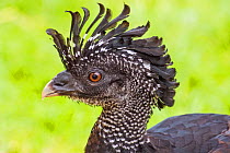 Female Great Curassow (Crax rubra) captive from Central America and South America.