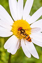 Hoverfly (Episyrphus balteatus) feeding on ox-eye daisy, Lewisham, London, England, UK, June.