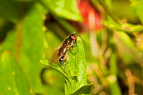 Hoverfly (Platycheirus albimanus) Lewisham, London, England, UK, June.