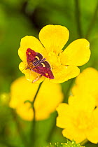 Mint Micro-moth (Pyrausta aurata) resting on buttercup, Lewisham, London, England, UK, June.