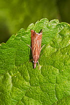 Grass micro-moth (Chrysoteuchia culmella) at rest on leaf, Lewisham, London, UK, July.