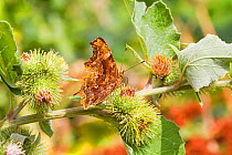 Comma butterfly (Polygonia c-album) on common burdock with wings folded, Lewisham, London, UK, July.