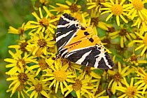 Jersey tiger moth (Euplagia quadripunctaria) with less common yellow colour variation feeding on ragwort, Lewisham, London, UK, August.