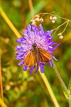 Female Small skipper butterfly (Thymelicus sylvestris) feeding on small scabious, Hutchinson's Bank, New Addington, UK, August.