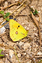 Male Clouded yellow butterfly (Colias croceus) resting on chalky soil, Hutchinson's Bank, New Addington, London, UK, August.