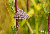 Lesser treble-bar moth (Aplocera efformata) resting on stem, Hutchinson's Bank, New Addington, London, UK, August.