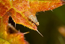 Gall fly (Terellia serratulae) on leaf, Ladywell Fields, Lewisham, UK, August.