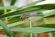 Male Migrant hawker dragonfly (Aeshna mixta) at rest in reeds, Greenwich Peninsula Ecology Park, London, UK, September.