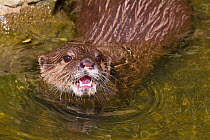 Asian / Oriental short-clawed otter (Aonyx cinerea) looking out of water with mouth open, Captive, Vulnerable species.