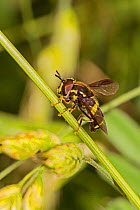 Hoverfly (Chrysotoxum bicinctum) on stem, Lewisham, London, UK, June.