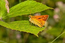 Male Large skipper butterfly (Ochlodes sylvanus) on bramble leaf, Lewisham, London, UK, July.