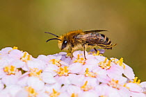 Male Plasterer bee (Colletes daviesanus) on yarrow, Lewisham, London, UK, July.