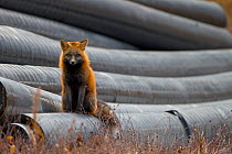 Hybrid of Red Fox (Vulpes vulpes) and Arctic fox (Vulpes lagopus) on pipes, Churchill, Manitoba, Canada, October.