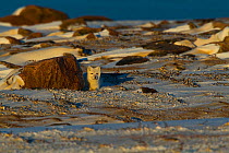 Arctic Fox (Vulpes lagopus) in the Canadian arctic tundra on the shores of the Hudson Bay, Nunavut, Canada, July.
