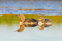 Red-throated diver (Gavia stellata) with large chick on water, Iceland, July.