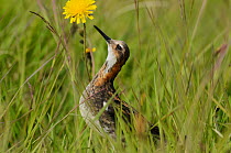 Red-necked phalarope (Phalaropus lobatus) in long grass looking at insects on flower, Iceland, July.