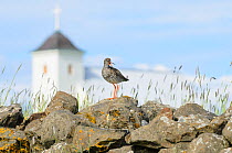 Redshank (Tringa totanus) standing on rock calling, Flatey Island, Iceland, July.