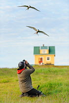 Two Arctic terns (Sterna paradisaea in flight with birdwatcher watching, Flatey Island, Iceland, July 2012. Model released.