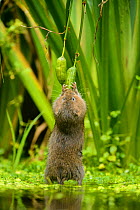 Water vole (Arvicola amphibius) standing on hind legs feeding on Yellow flag (Iris pseudacorus) seed pod, Kent, England, UK, October. Contrived situation.