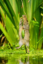 Water vole (Arvicola amphibius) biting off Yellow flag (Iris pseudacorus) seed pod, Kent, England, UK, October. Contrived situation. Highly commended in the Animal Behaviour category of BWPA Competiti...