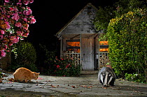 Badger (Meles meles) and domestic cat feeding together in urban garden, Kent, UK, May.