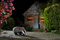 European badger (Meles meles) feeding on food left out in urban garden, Kent, UK, May.