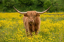 Highland cattle (Bos taurus) portrait, used for conservation grazing, Hambrook Marshes, Kent, UK, June.