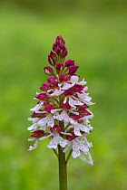 Lady orchid (Orchis purpurea) in flower, Kent, UK, May.
