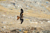 Red kite (Milvus milvus) in flight scavenging over landfill site, Southern England, UK, April.