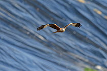 Red kite (Milvus milvus) in flight over plastic covered landfill site, Southern England, UK, April.