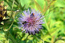 Leaf cutter Bee (Megachile centuncularis) in flight, Buff-tailed bumblebee (Bombus terrestris), Red-tailed bumblebee (Bombus lapidarius) and Hoverfly (Syrphidae) on Artichoke flower, Wales, UK, August...