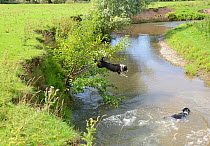 Two Border Collies jumping into River Arrow for a swim, Herefordshire, England, UK, August.