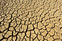 Cracks in mud in dried up saline lagoon caused by drought, The Naze, Walton-on-the-Naze, Essex, England, UK, September.