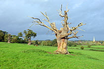 Dead veteran Pedunculate Oak (Quercus robur), with bark damaged by horse, Upton-upton-Severn, Worcestershire, England, UK, October.